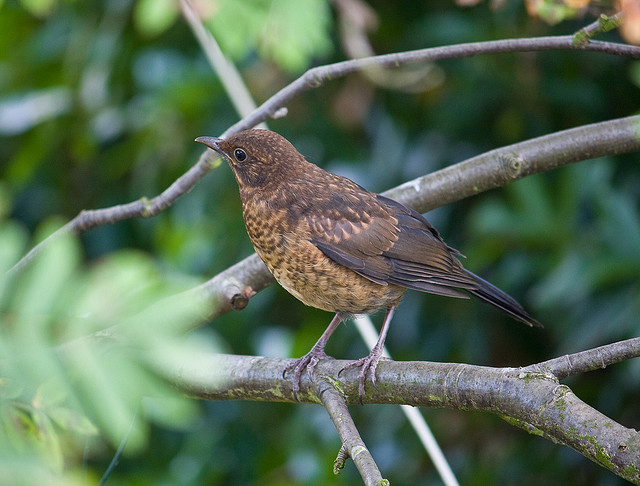 A tricky one for the Newbie Bird Watcher - A Juvenile Blackbird.